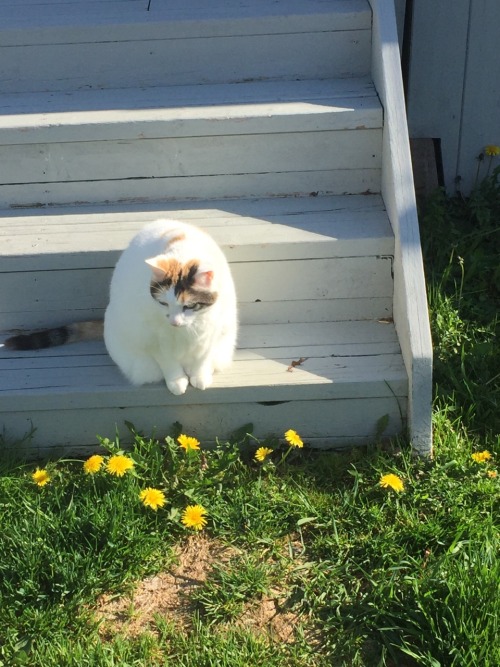 My chunky kitty Marley! ❤️cat cat(submitted by @goughalexandria)