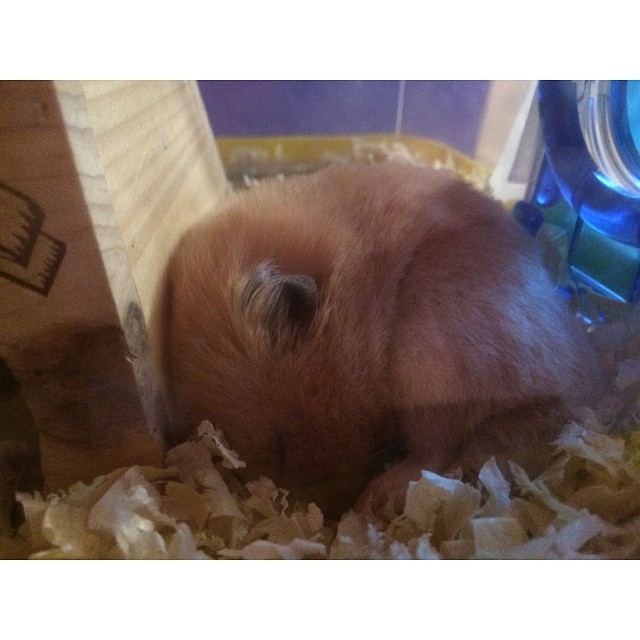 Baby 💞🐹💘