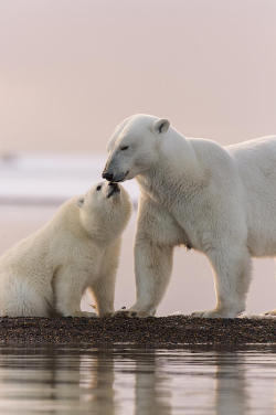 mxuntain:  Nose To Nose At Sunset       