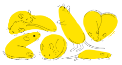 riibrego:  how to draw a ratstep 1: draw