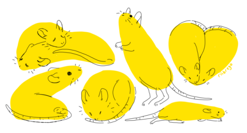 XXX riibrego:  how to draw a ratstep 1: draw photo