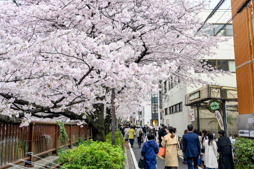 Cherry blossoms along the Meguro River in Tokyo’s Nakameguro neighborhood today. They still ar