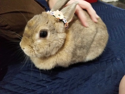 bunsxbunsxbuns:  Eevee the flower loaf