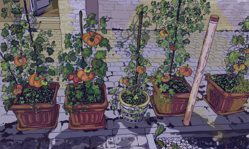 strawbebbiesart:my mom’s tomato garden (morning and evening) 