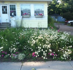 sprouhtling:  This lady’s yard was all flowers this is how I want to live 