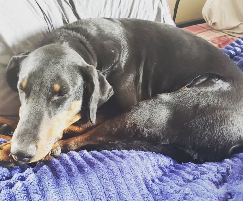 lauravanarendonkbaugh: She’s teeeeeechnically not supposed to be on the pillows, but she says winter