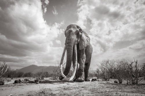 For more than 60 years, an elephant dubbed F_MU1, roamed the plains in a quiet corner of Tsavo East 