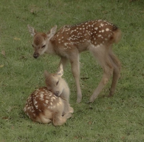 Deer And Fawns