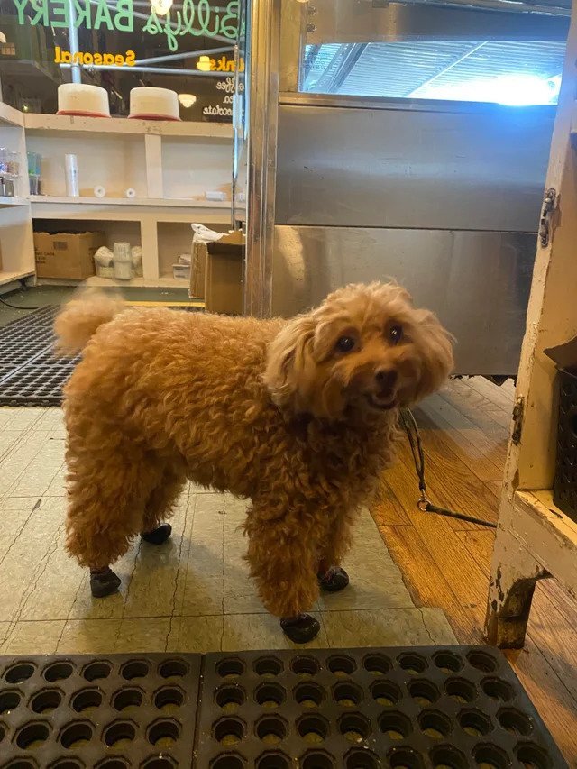 “This wee lady that has been stopping by the bakery I work at all week”  (Source)