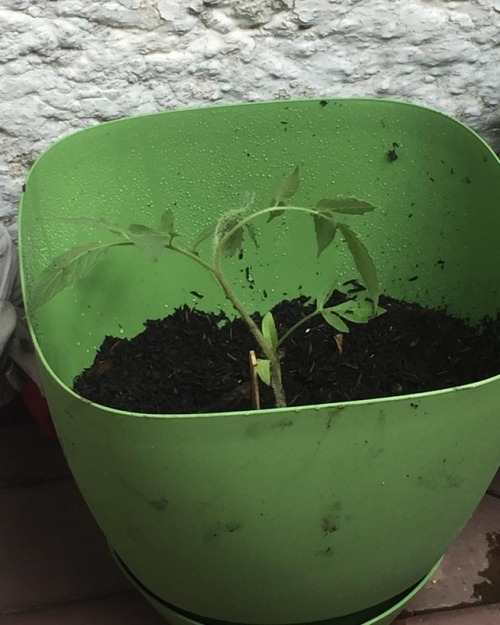 Sex #tomato #tomatoplant #repotted   LOOK AT pictures