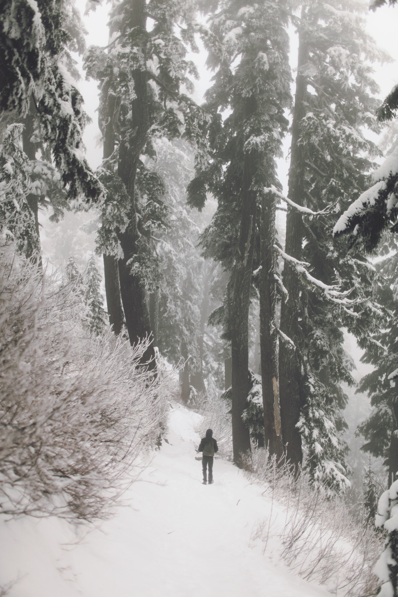 -julia:  Snow Lake Trail, Snoqualmie Pass, WA  ||  (12/4/14) 