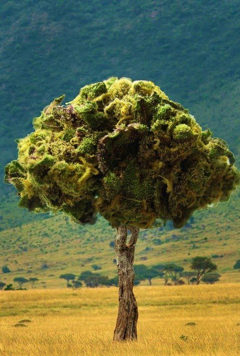 observedintoexistence:  What a beautiful tree 