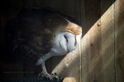 hollowedskin: athelind: mievzar-photo: 8/2/15 - New camera practice at the zoo. OWL FACES DO NOT WOR