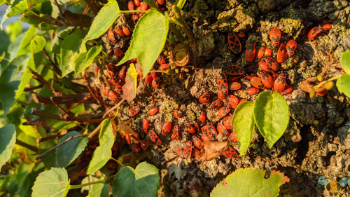 Firebug (aggregation) - Pyrrhocoris apterusValentine’s Day may have been yesterday, but we can still