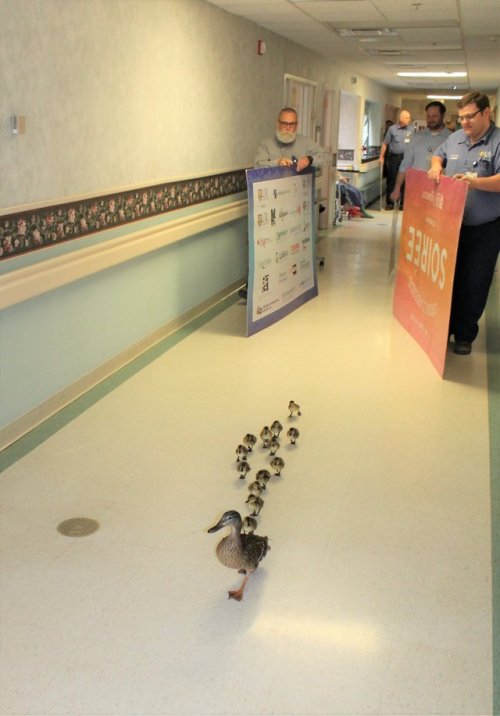 catsbeaversandducks:Mother Duck Parades Her Ducklings Through Hospital In Cutest Photos EVER“E