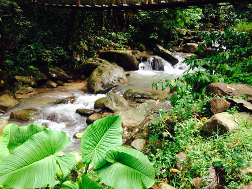 irungracepace:  Tropical waterfall~    Jungle/tropical blog