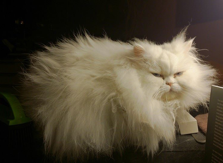 unimpressedcats:  I woke him up in the middle of the night. He wasn’t amused.