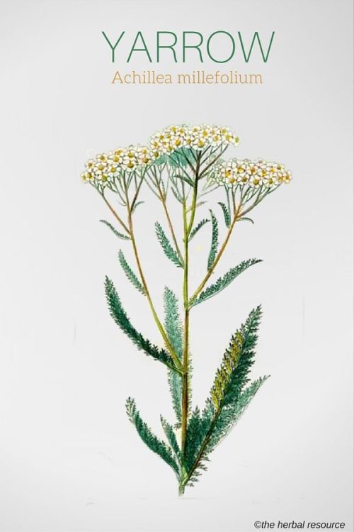 medicinal-plants-herbs: Therapeutic Uses, Benefits and Claims of Yarrow The primary external actions