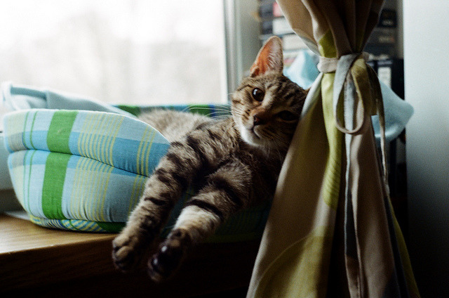 bigcatface-blog-blog:untitled by Juli Noca on Flickr.