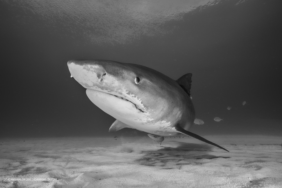 lifeunderthewaves:Tiger on the sand by adamhanlon Tiger shark (Galeocerdo cuvier)