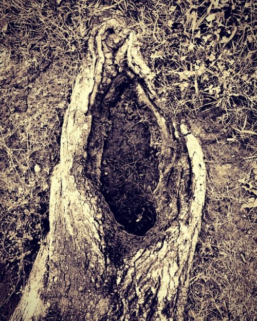 Porn photo Tree root. #moemeatproduction #water #treeorootpuddle