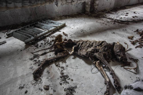 Dead Dog In An Abandoned Hospital.https://Painted-Face.com/