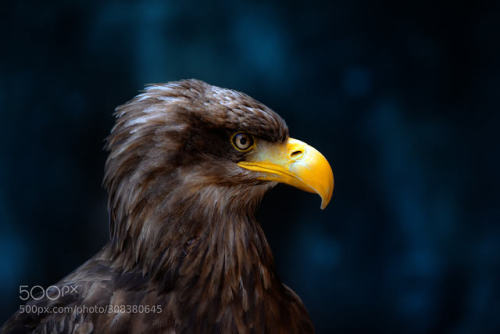 Eagle portrait by tenchinage