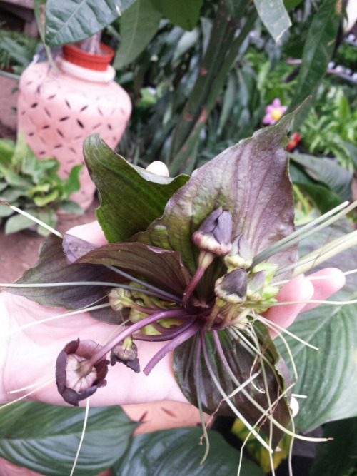 syngoniums: One of the local nurseries just got an order of big, blooming-sized Tacca chantrieri! Al