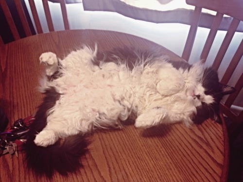 This is Queequeg. Look at his fluffy belly.(submitted by lilravemonster)