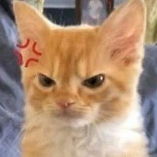 G-gatitos??