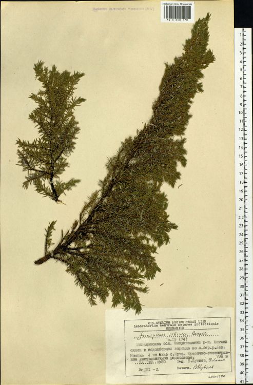  Juniperus sibirica Moscow State University HerbariumRegion: Chukotka and Kamchatka, Russia