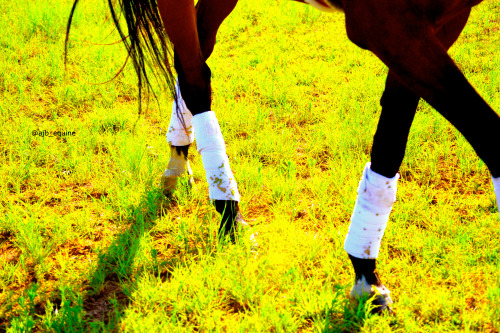 Summertime Love, mgequestrian.tumblr.com (features in pictures with her new horse, photos taken by m