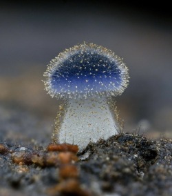 zegalba:近藍蓋小菇 Mycena Subcyanocephala porn pictures