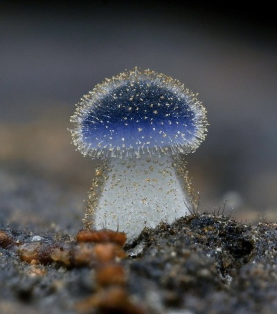 Porn photo zegalba:近藍蓋小菇 Mycena Subcyanocephala