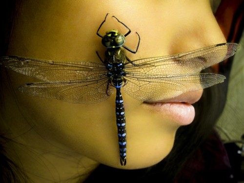 lorenzens-soil: &ldquo;Dragon Fly - I and my beautiful friend hung out by Yarger Lake, East Alas