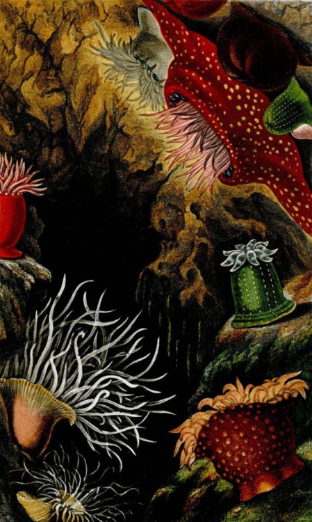 boudhabar: Corals & Sea Anemones - 1860 - Philip Henry Gosse 