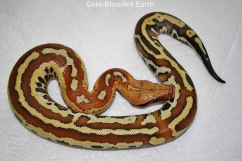 Some of the prettiest babies I’ve seen this yearCold-Blooded Earth