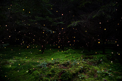 voiceofnature:Stars by Ellie Davies  