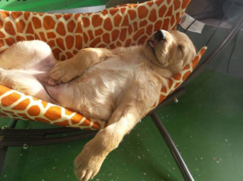 viejospellejos:  Sueño