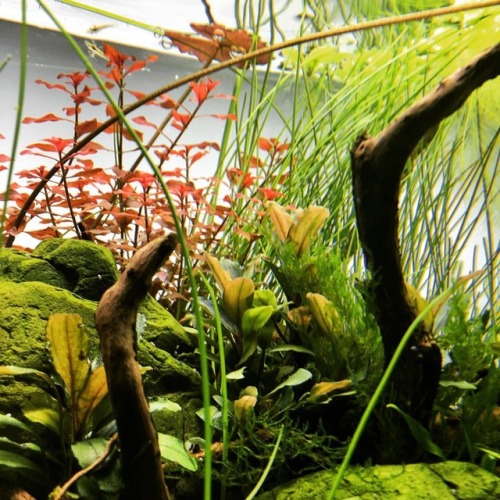 Details of my #aquascape after adding some #red plants. #aquascaping #natureaquarium #freshwater #pl