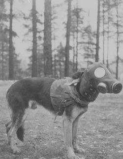 fnhfal:Finnish dog wearing a canine gas mask during the Winter War