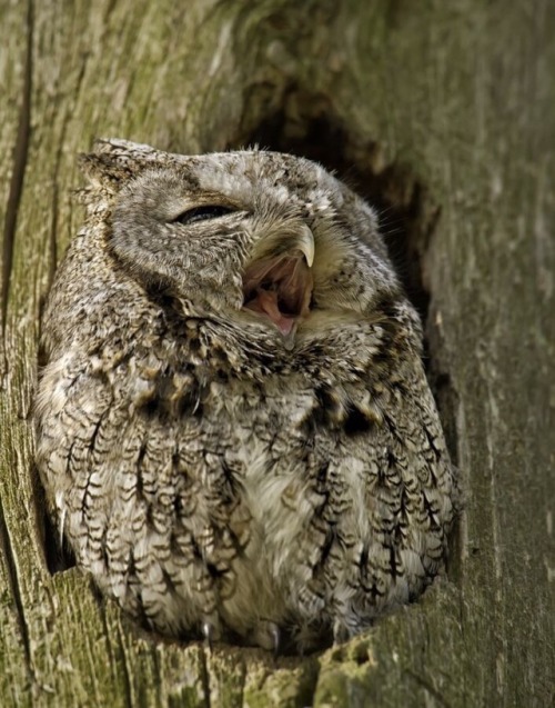 jumpingjacktrash: littlemisscodeless: zhuanghongru: Eastern screech owl So round! proudly fluffy