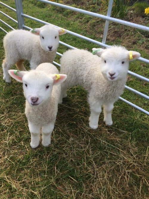 softangelstims: Some lambs to make u feel better