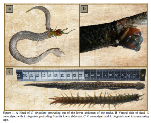 necropticon: weirdpictures: Snake’s Last Meal Tried To Eat Its Way Out people keep reblogging 