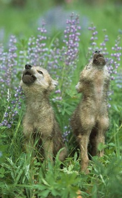 beautiful-wildlife:  Wolf Puppies Howling In Meadow by © Design Pics / David Ponton