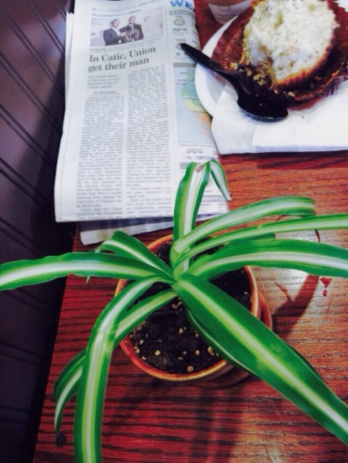 morozvas:meet Alexander the Great, my new spider plant - ft. mlthradlr