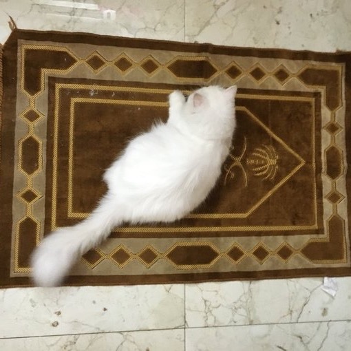 lovetalkmp3-deactivated20191030:        rb muslim cat for good luck 🥺 