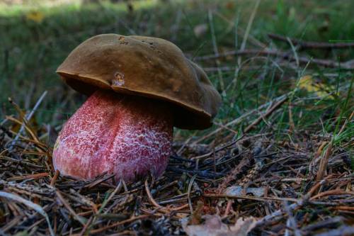 Punktstokket Indigo-Rørhat Lat: Neoboletus luridiformis ( old name Boletus luridiformis) Please help