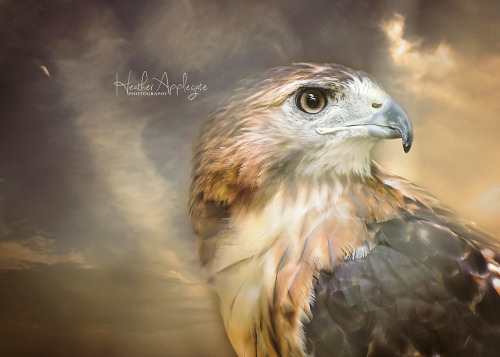 Red-tailed hawk. Bays Mountain, Kingsport, TN