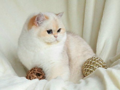 coolcatgroup: scottishstraight: Chubby cat! © “Golden Legend” cattery So ROUND @mos